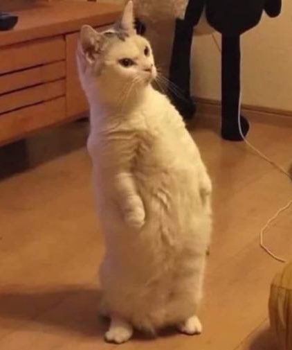myujx's tweet photo. 🐈🤏🏻 https://t.co/KdotH8x1fE
