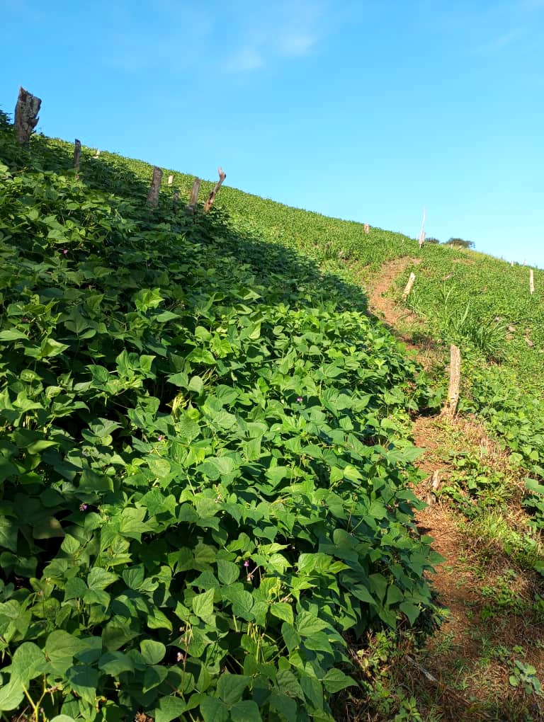 BrendaRibeiroG's tweet photo. Buen día ☕🇻🇪🌱
Con éstas fotos que me envía José Catari #Agricultor, desde su finca Pascualera de Guaremal en Yaracuy, ya a punto de cosechar #Caraotas 🫛
Su siembra fue 90% orgánica
#Yaracuy #HechoEnVenezuela #ProducciónNacional @anzola_delgado https://t.co/lOlqx8iEVe