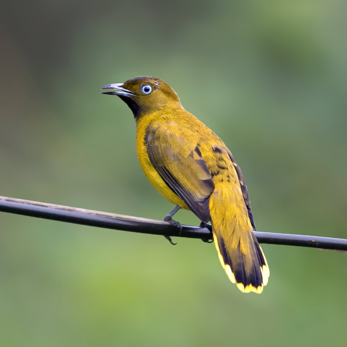 The Diwali Rangoli's color continues with yellow – A color of shines with Optimism, enlightenment &amp; happiness. Do your share pictures with ‘YELLOW’ color..

A rather plain with a dark forehead, face, throat &amp; dark olive edges .

Andaman Bulbul 

#ThePhotoHour #IndiAves #birds