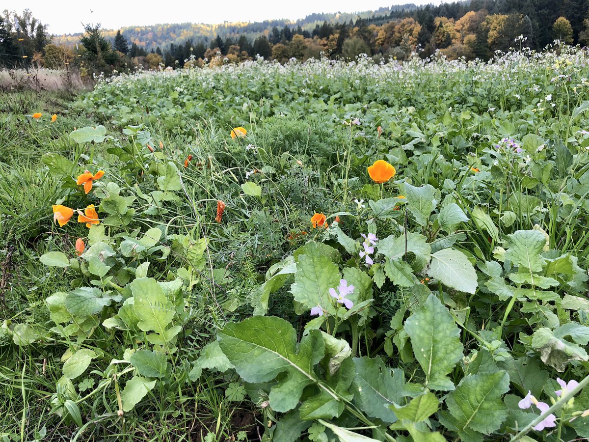oregonbeekeeper's tweet photo. The Poppies and the Inulas are back in bloom. And, the Wild Radish continues to get taller.
#flowers #wildflowers #honey #poppies #inula #wildradish #beekeeping #savethebees #beefood #organic #oregon #autumn #fall #oregonbeekeeper #soilandhive https://t.co/Rg2zYKYwl8