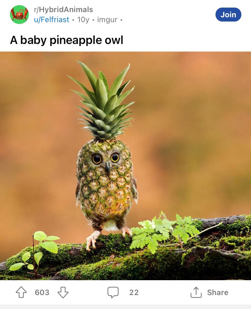 Pineowl-Jonas 🍍🦉 tweet media