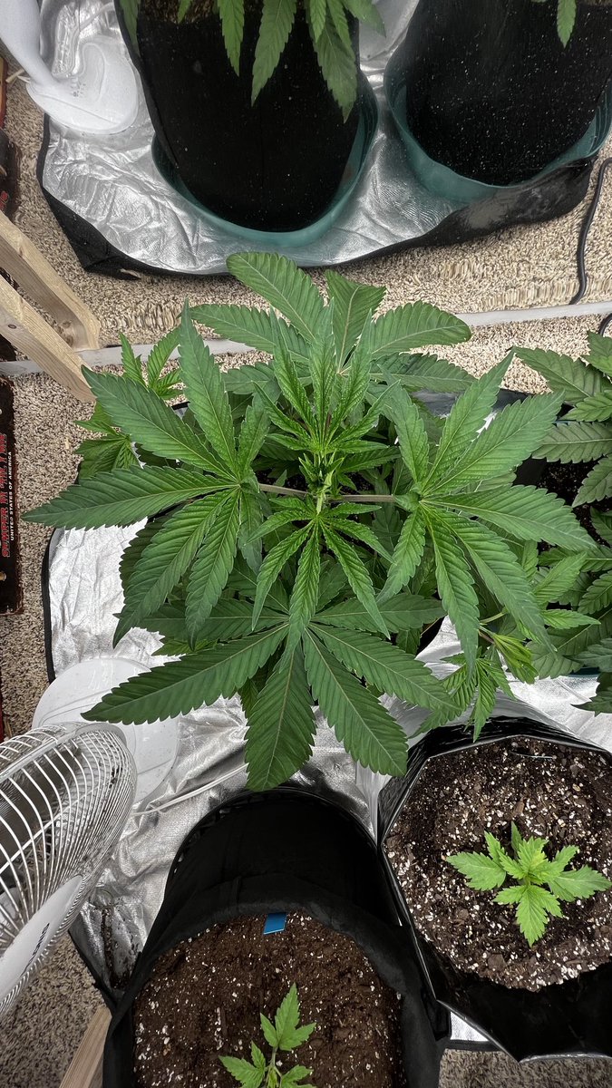 And other news lol, this is how the Romscotti F1 is coming along @ about 28 days from seed now. From, @Romulangenetics