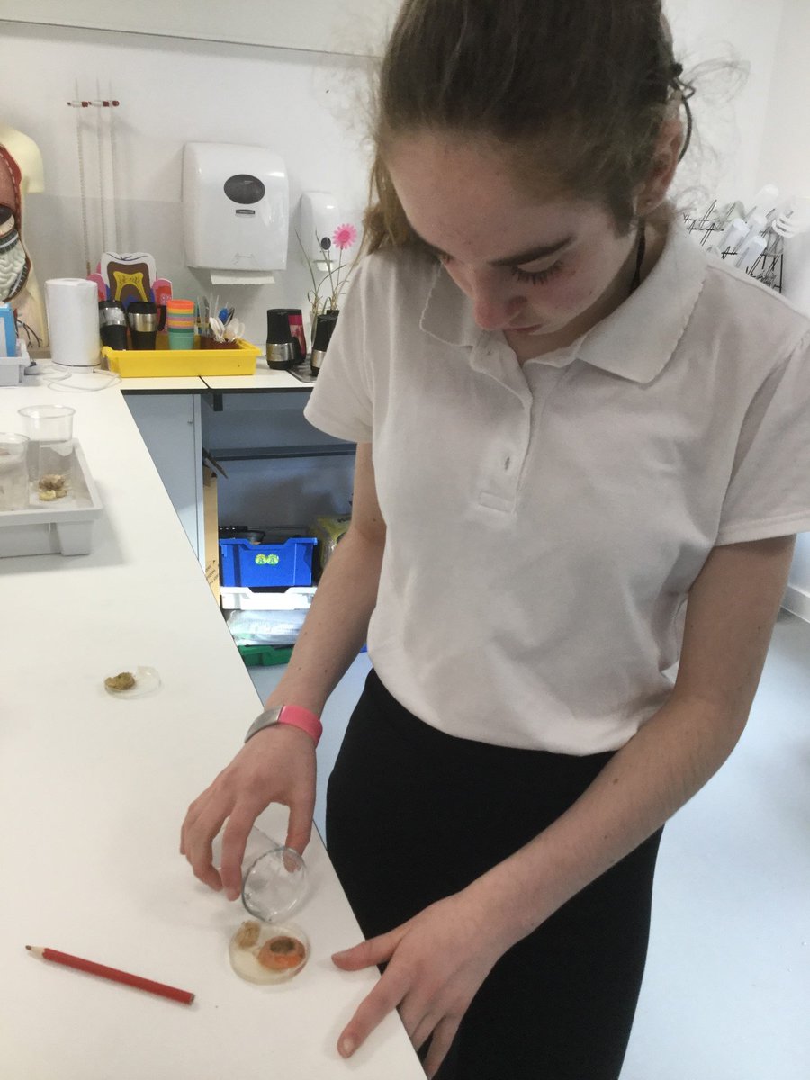 CedarbankSchool's tweet photo. During #YoungSTEMLeaderweek, 3B set up an experiment growing vegetables from kitchen scraps - carrot tops, celery and pak choi bottoms and avocado stones. Today, they found that some that have growing 🌱 #UNSDG12 #learningforsustainability #StemFVD https://t.co/jtpH40Ybwa