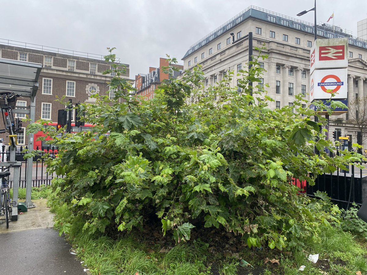 I really admire the exuberant re-growth of the felled London Plane Trees at Euston. It’s a perfect way for nature to say f*ck you to the gratuitous ecological destruction wrought by HS2 in the area.