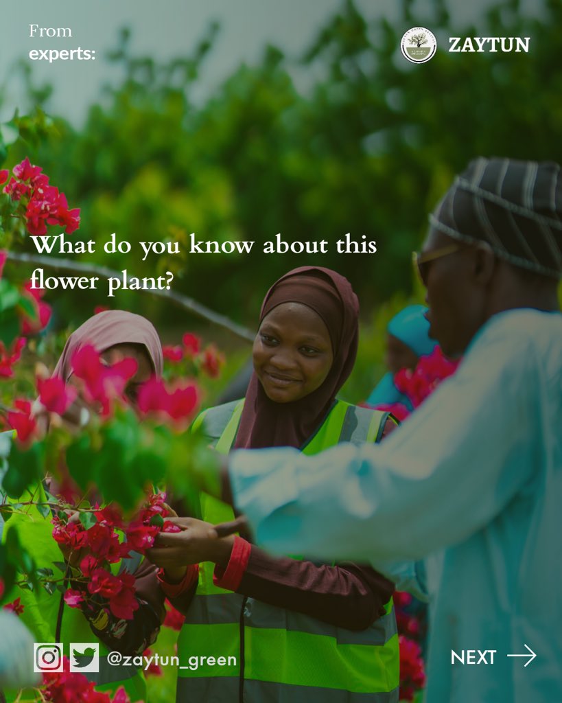 ZaytunGreen's tweet photo. Bougainvillea Beauty 🌺: Do you know the local name of this stunning plant in your region? Share it with us in the comments! https://t.co/8bLSn1LAZN