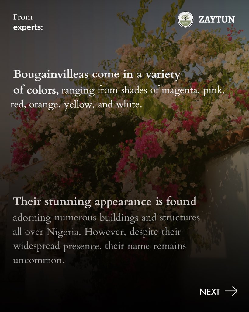 ZaytunGreen's tweet photo. Bougainvillea Beauty 🌺: Do you know the local name of this stunning plant in your region? Share it with us in the comments! https://t.co/8bLSn1LAZN