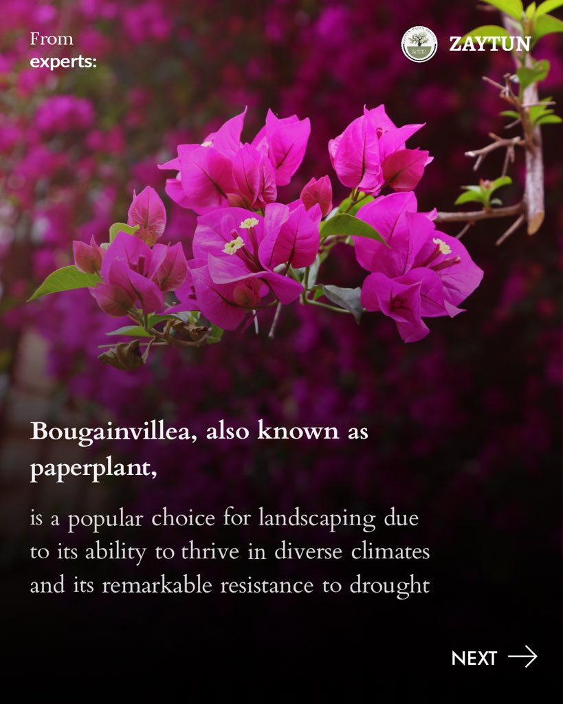 ZaytunGreen's tweet photo. Bougainvillea Beauty 🌺: Do you know the local name of this stunning plant in your region? Share it with us in the comments! https://t.co/8bLSn1LAZN