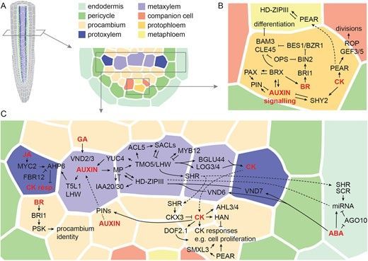 Hormonal control of the molecular networks guiding vascular tissue development in the primary root meristem of Arabidopsis - Yanbiao Sun, Baojun Yang, and Bert De Rybel bit.ly/3FGZVvB @BertDeRybel