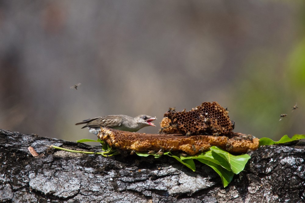 Guides and cheats: producer–scrounger dynamics in the human–honeyguide mutualism ow.ly/t19y50Q5qhO #ProcB #OpenAccess @jesvanderwal @honeyguide @CamZoology @Fitztitute @WCSMozambique Image: Dominic L. Cram