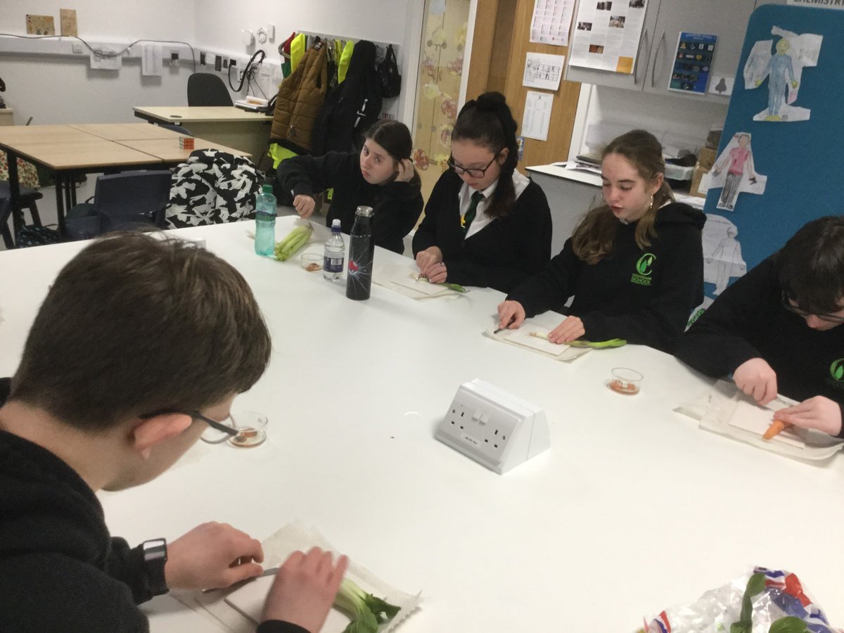 CedarbankSchool's tweet photo. During #YoungSTEMLeaderweek, 3B set up an experiment growing vegetables from kitchen scraps - carrot tops, celery and pak choi bottoms and avocado stones. Today, they found that some that have growing 🌱 #UNSDG12 #learningforsustainability #StemFVD https://t.co/jtpH40Ybwa