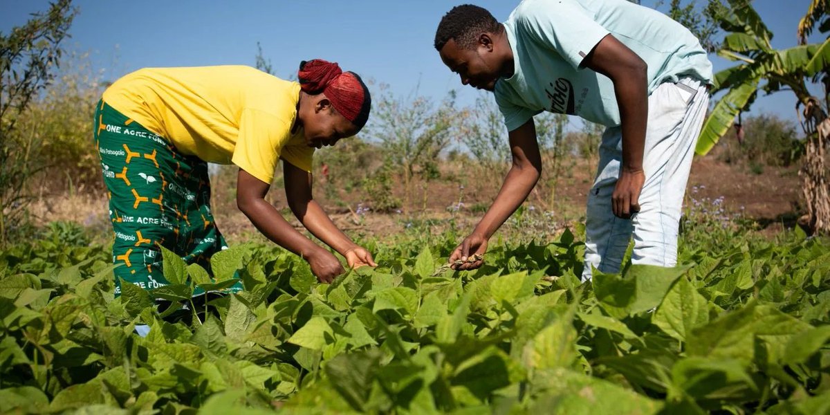 Enabling farmers to adopt climate smart approaches to farming helps buld more sustainable food systems that protect the environment, improve smallholder liveholder s and crate new busines opportunities.@forumcc_tz @pacja_org @actionaidtz @savethechildrentz @pingosforum @una_tz