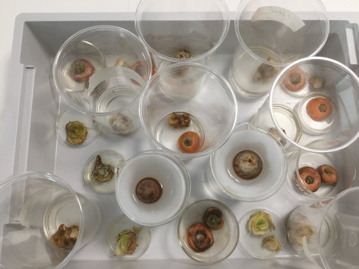 CedarbankSchool's tweet photo. During #YoungSTEMLeaderweek, 3B set up an experiment growing vegetables from kitchen scraps - carrot tops, celery and pak choi bottoms and avocado stones. Today, they found that some that have growing 🌱 #UNSDG12 #learningforsustainability #StemFVD https://t.co/jtpH40Ybwa