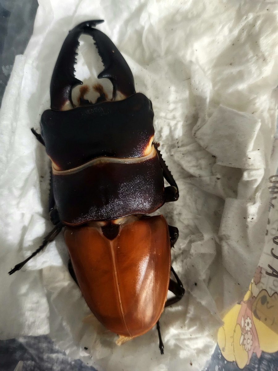 1つ目です。 厚いパラワンですね。 104くらいだと思います。
もっと頑張ります。