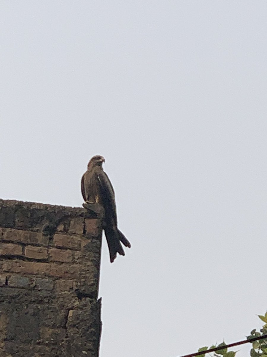 CaptMrinalC's tweet photo. When #predators are on roof tops, it’s amply clear what’s the condition of #DelhiAirPollution. 
And #politicians are playing with human health &amp; life. Stop blame game &amp; do something concrete #honestly !! @AamAadmiParty @AapKaGopalRai @BJP4India @BJPDelhi_ https://t.co/zIWQL1Ei2g