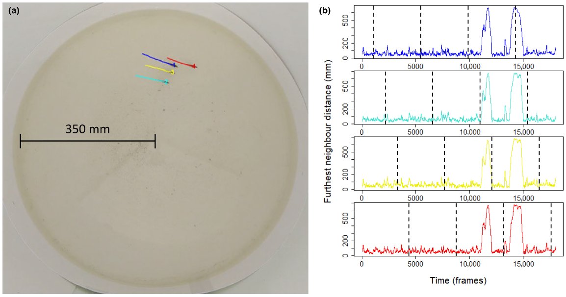 More excellent work on #collectivebehaviour from @hanmacgregor, out today in @Ecol_Evol
onlinelibrary.wiley.com/doi/epdf/10.10…
We find stickleback shoal cohesion is more variable in turbid water.
Funded by an @asab_tweets Research Grant (see asab.org/research-grants)