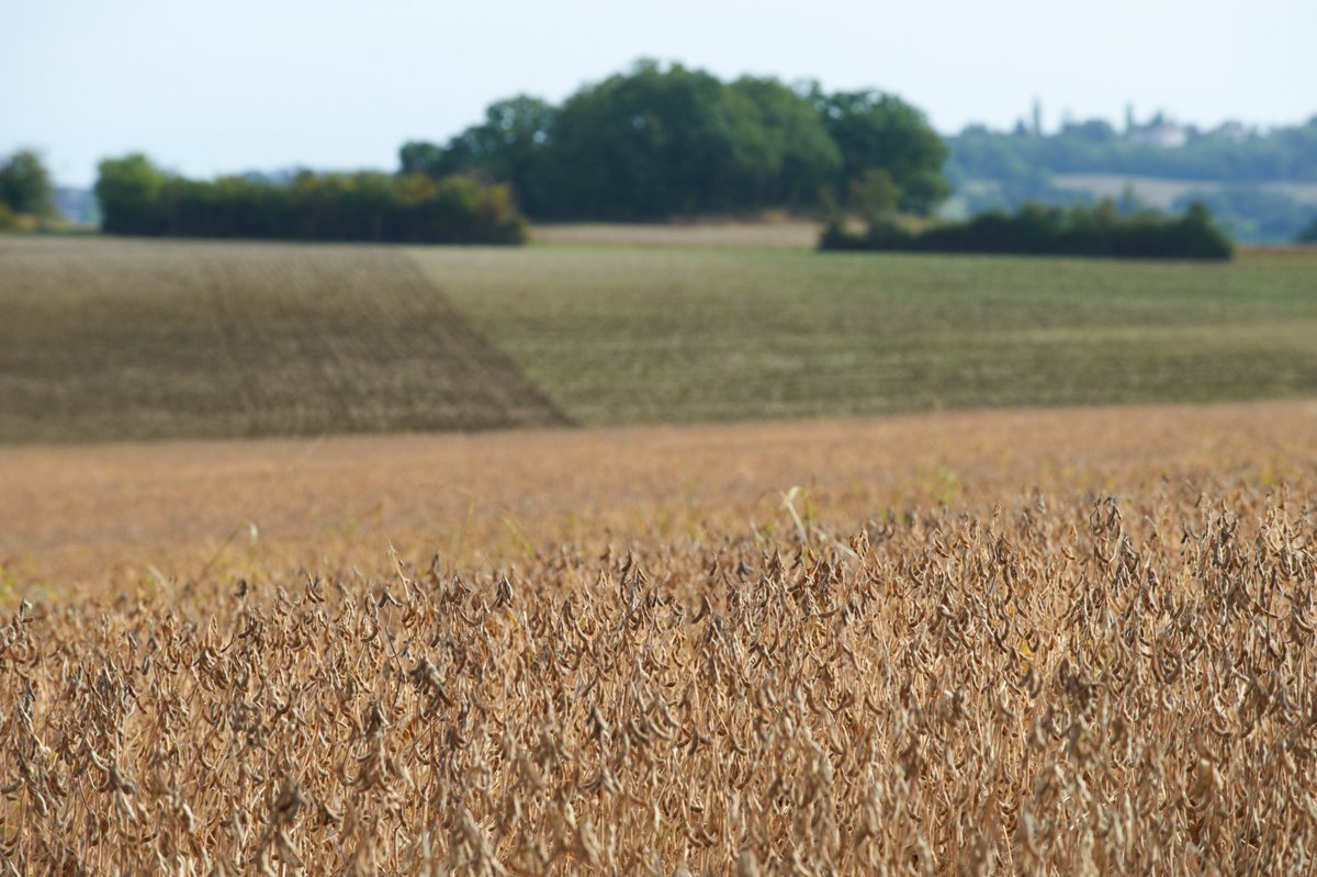 En modifiant nos habitudes alimentaires, l’empreinte carbone moyenne de l’assiette d’un Français diminuerait de 43 % 🍽️ Plusieurs solutions existent et végétaliser notre alimentation est l'une d'entre-elles. De plus, la culture du soja présente de nombreux atouts : elle est