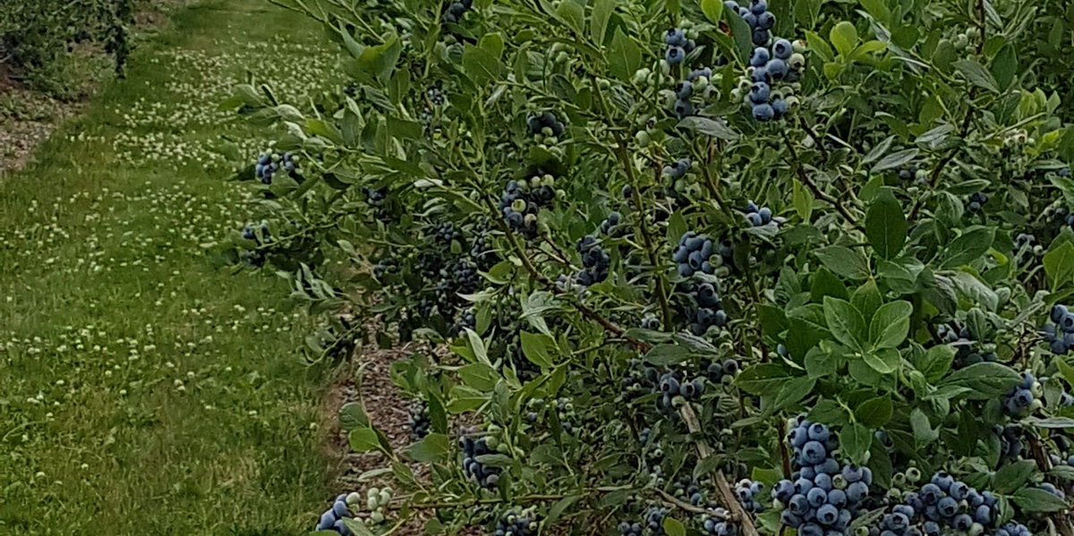 Are you in need of printable resources on Blackberry yellow vein disease and Blueberry red ringspot disease? Look no further than buff.ly/48mxQXv to download and print the latest disease information. #NCPNplants #NCPNBerries