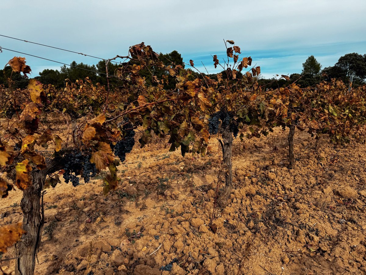 BodegasHaya's tweet photo. Esperar a veces tiene premio y ésta es una de esas ocasiones, seguimos vendimiando en una de nuestras parcelas favoritas. #MiercolesDeNaturaleza #BodegasHaya #winelovers https://t.co/NVBKfmz7uT
