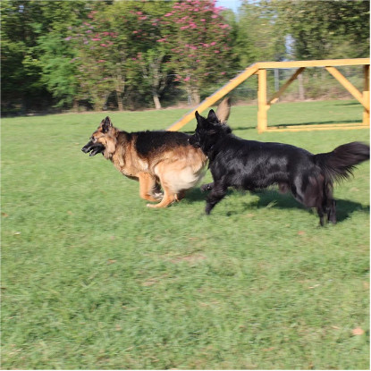 K9_Sensei's tweet image. 🏡✨ Explore K9 Sensei's facilities through our website gallery! 🐾 Interested? Priority service when you call us at 979-676-6175. Let's make your dog's stay exceptional! 🐶🌟 #K9SenseiGallery #DogBoarding #PriorityService k9sensei.com/gallery