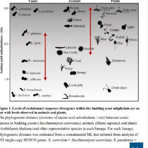 Phylogeny/taxonomy is important in determining behaviour: Figure adapted from 'Tempo and Mode of Genome Evolution in the Budding Yeast Subphylum', Shen et al, 2018, Cell 175: 1533-1545. Humans are more closely related to starfish than Candida albicans is to 'C. glabrata'.