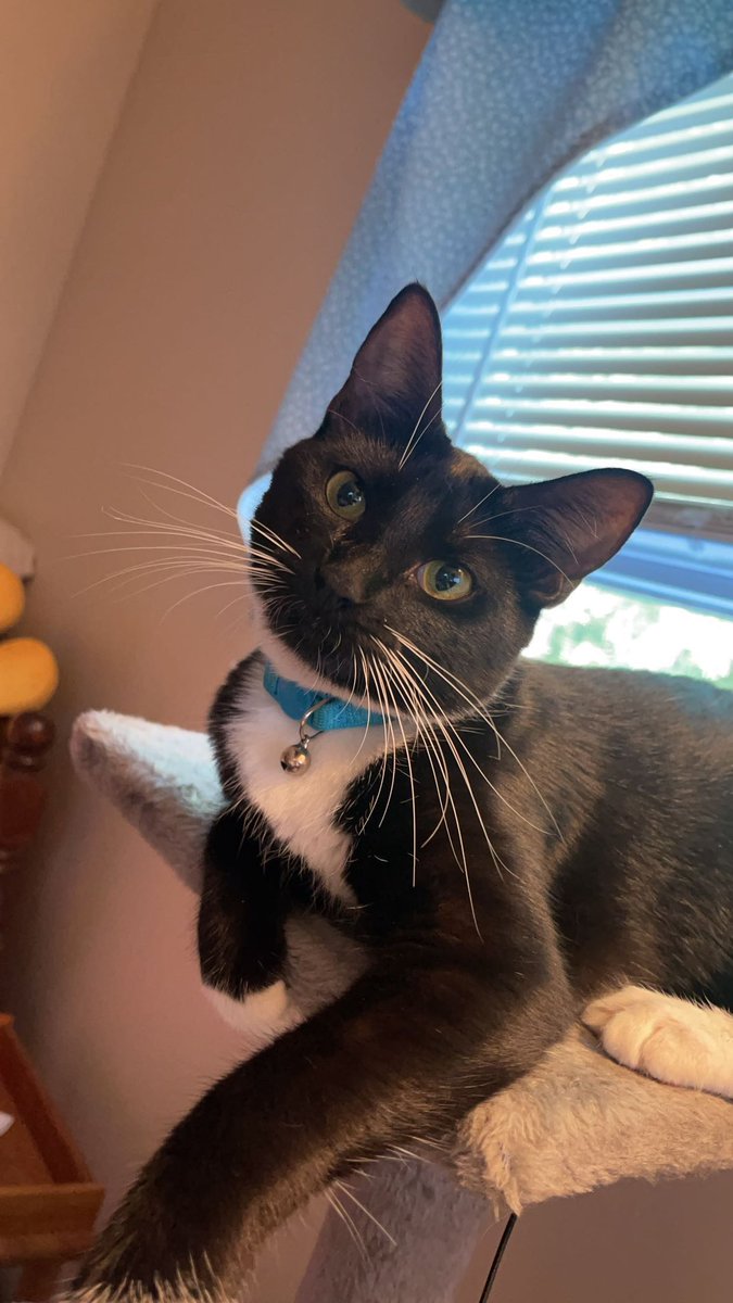 marisaaahhh's tweet photo. quote with a pic of your pet and what they’re named after #ohnaur https://t.co/iO5xgR24Kc