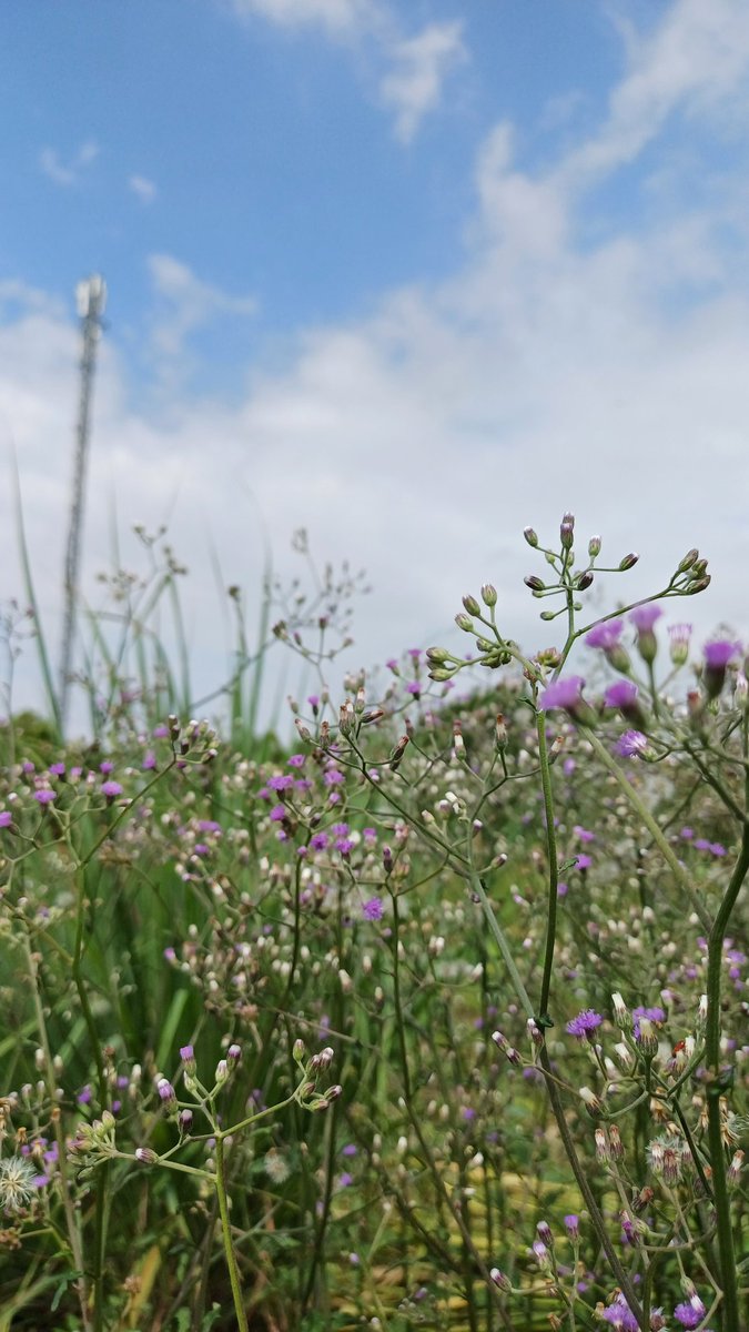 Nhungto 🌐 tweet media