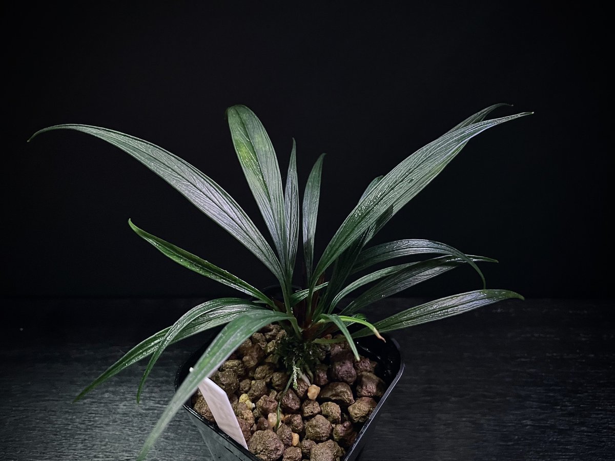 く*お様 aridarum perisai Josefia intricata (旧Aridarum perisai