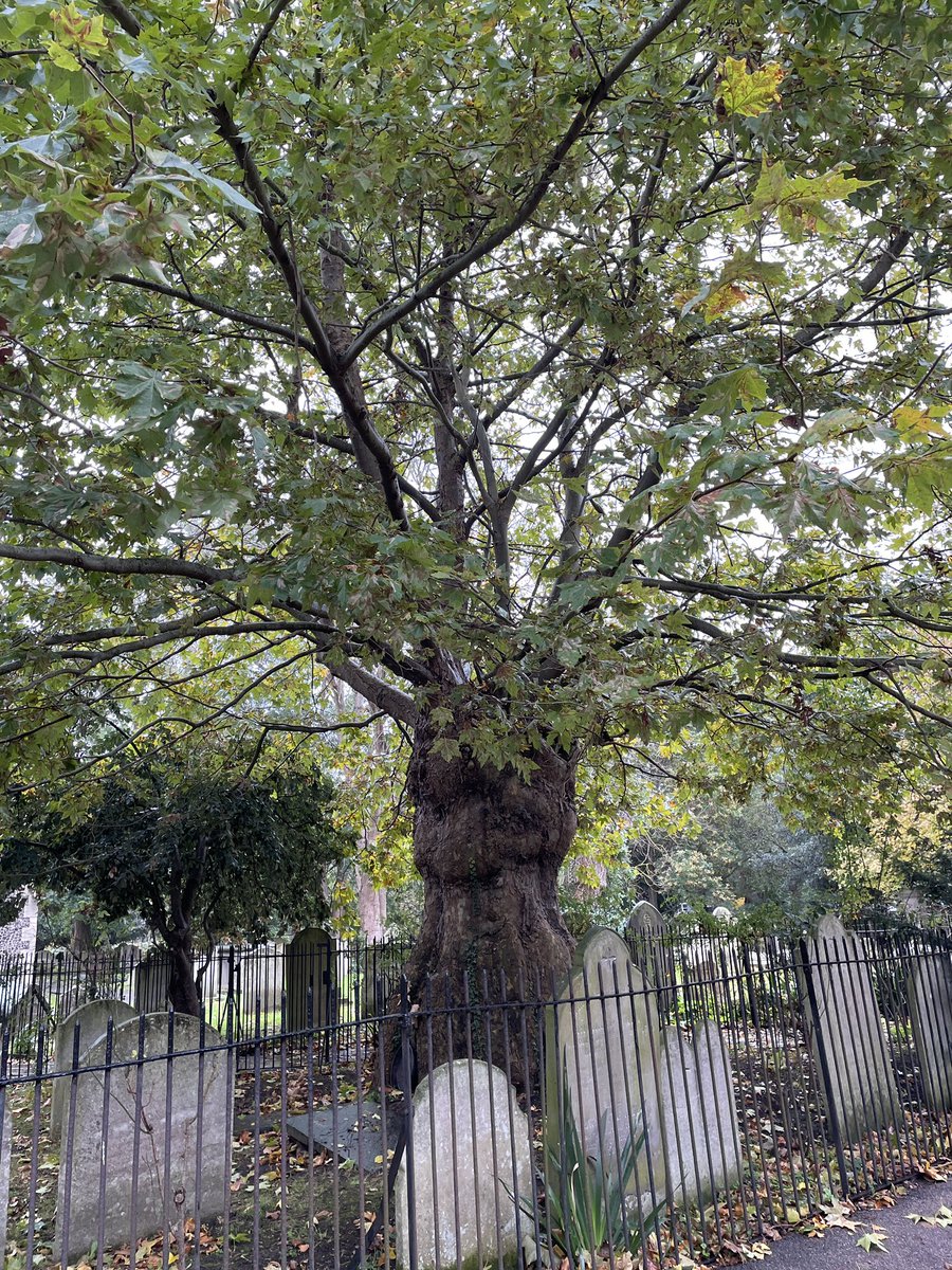 griseldamussett's tweet image. Excellent turnout this morning for David Carey’s talk about the benefits &amp;amp; challenges of urban trees.#favershamtreeweek #treewardens #biodiversity #climatechange #diversityofspecies #bigcanbebeautiful
