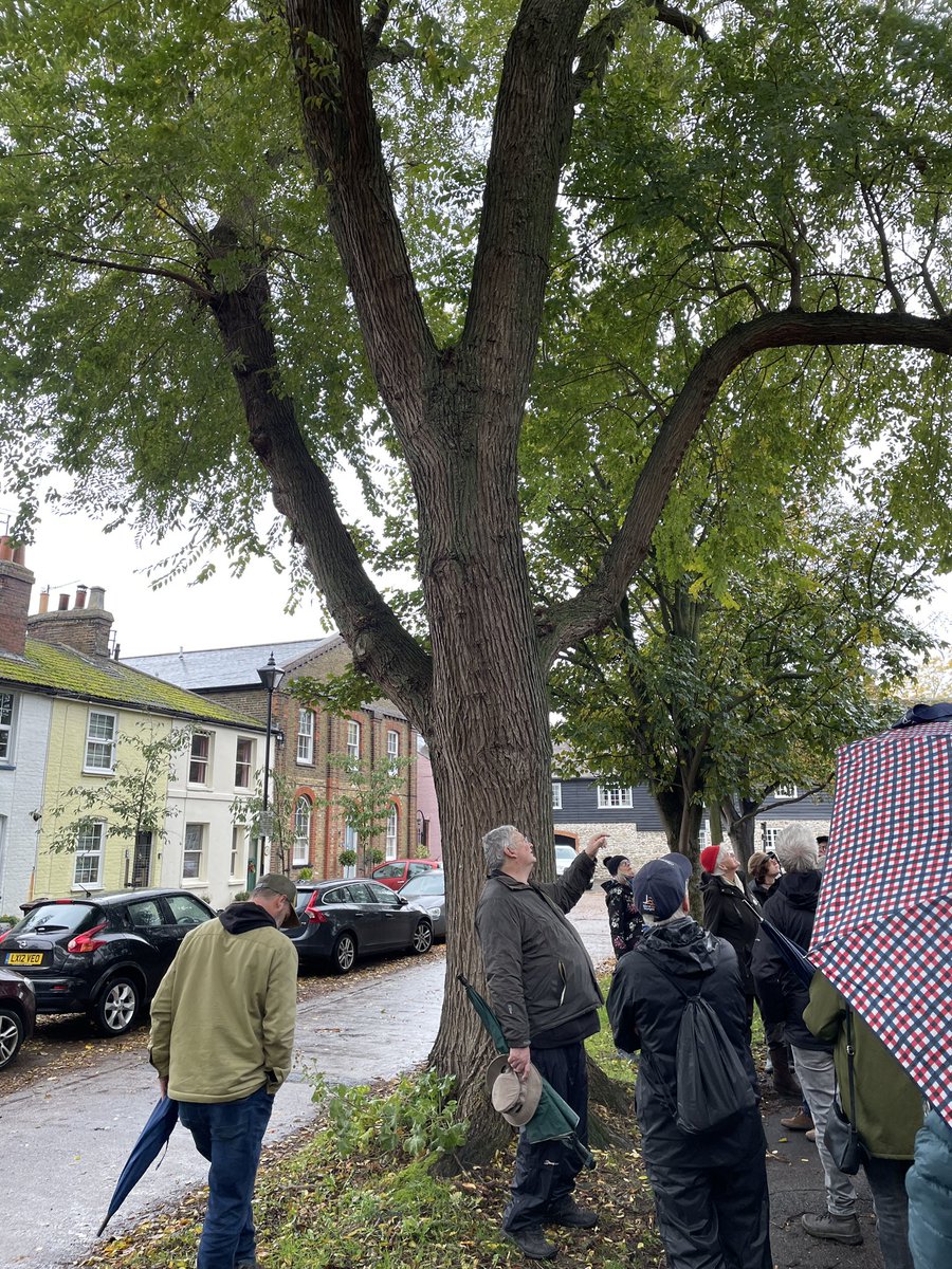 griseldamussett's tweet image. Excellent turnout this morning for David Carey’s talk about the benefits &amp;amp; challenges of urban trees.#favershamtreeweek #treewardens #biodiversity #climatechange #diversityofspecies #bigcanbebeautiful
