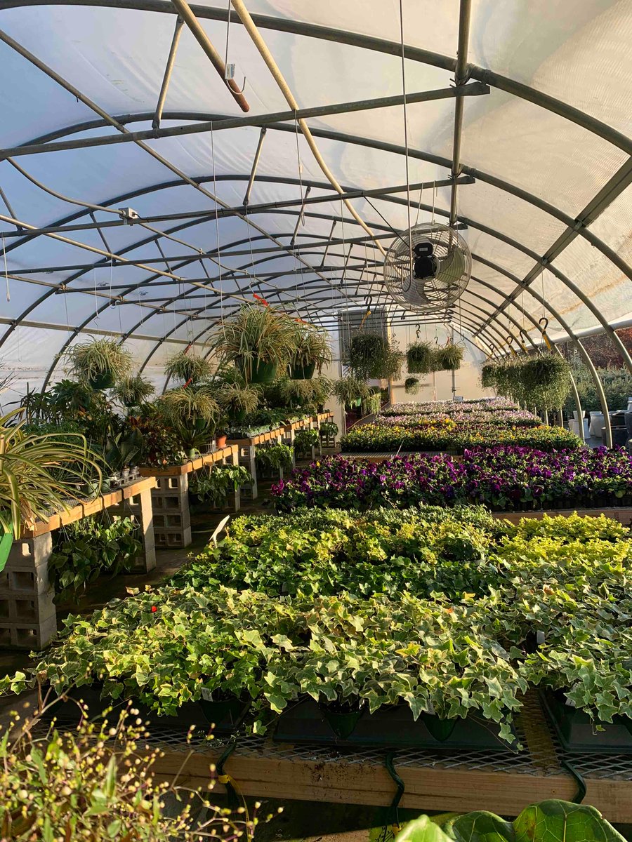 These beautiful early mornings, thankful for days like today! Come by and see the beauty all around. #flowers #plants #morgantonnc #settlemyrenursery #hickorync #ashevillenc #ValdeseNC #gardencenter #trees #landscapedesign #plantnursery #houseplants