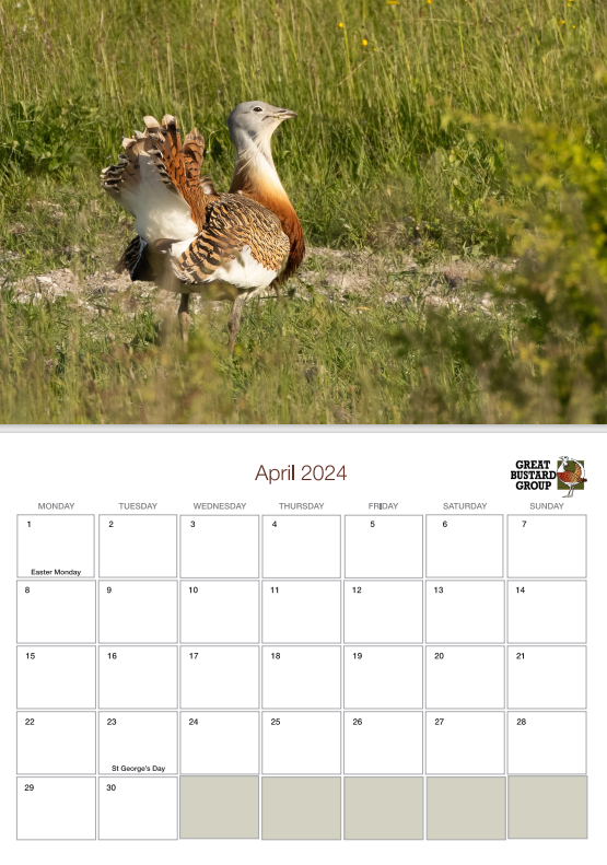 The Great Bustard calendar for 2024 is now on sale! Proceeds will directly support our conservation work. store.greatbustard.org/product-page/2…