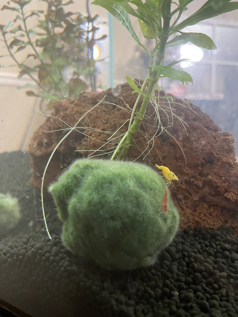 addielynn_'s tweet photo. A tinder man (my boyfriend) just bought me pet shrimp. #dreambigladies https://t.co/VbnzdUVppS