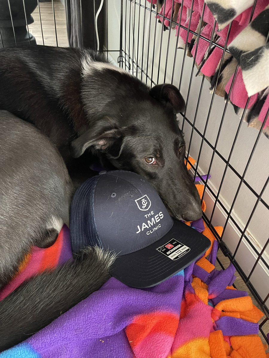 molsjames's tweet photo. PSA: Dogs do NOT honor daylight savings time 😂😂
#cooperjames #georgiaRose #sullyjames #henryjames https://t.co/eTofcoctt1
