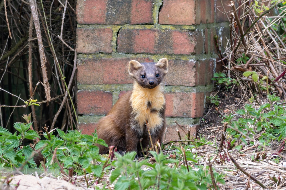 Who remembers Two Dots, the #pinemarten from #Spurn? Of course you do!😍 Last week, Two Dots featured on @channel5_tv's #SecretLifeoftheForest - filmed in summer '22, this turned out to be the day that Two Dots first showed up! 👉Blog by Ed @naturespy - naturespy.org/yorkshire-pine…