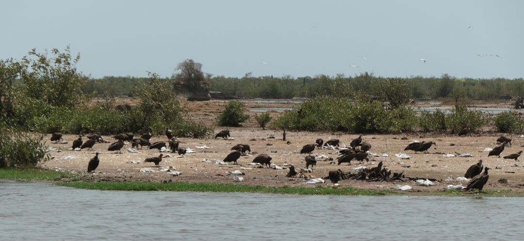AbbJournal's tweet photo. Just published: 
Clive Barlow and others report on observations of Hooded Vultures feeding on tern carcasses and discuss concerns raised about HPAIV infection.
https://t.co/unBKPno3IQ
#AfricanOrnithology #TheGambia #birdflu @Loeffler_News 
📷© Bob Wilde https://t.co/5rg3ag6Qa6