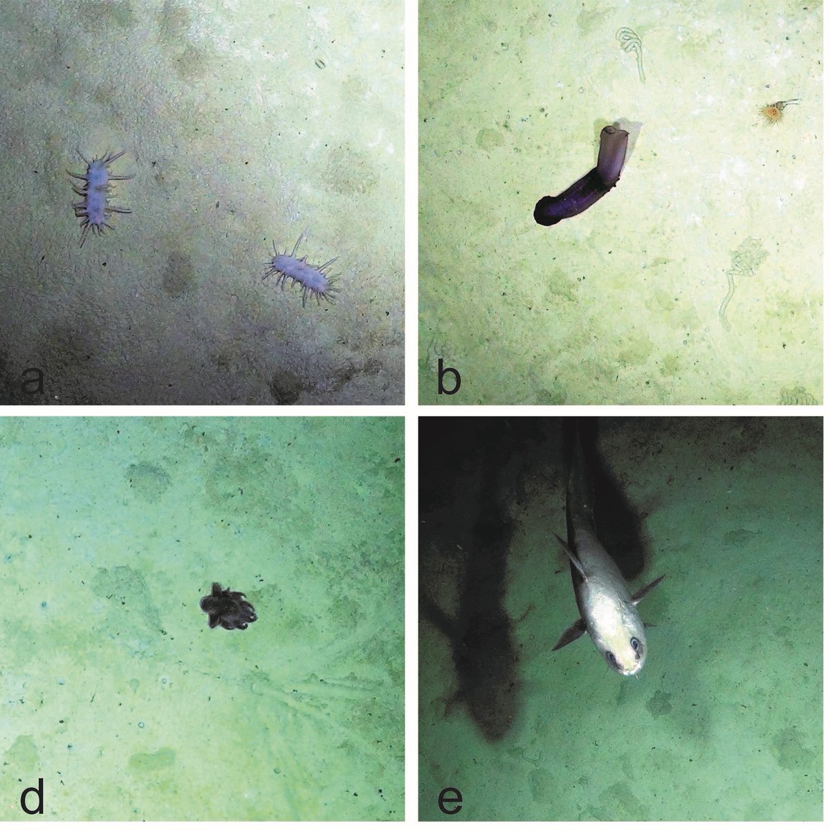 PAP Observatory tweet media