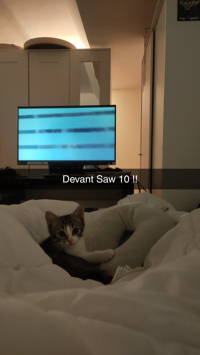 eaynjm's tweet photo. Je vous présente le petit nouveau dans la famille , Luffy bientôt 3 mois , mTn j'ai 3 mâles a la maison 🤣🤣 https://t.co/d4VJFhI8td