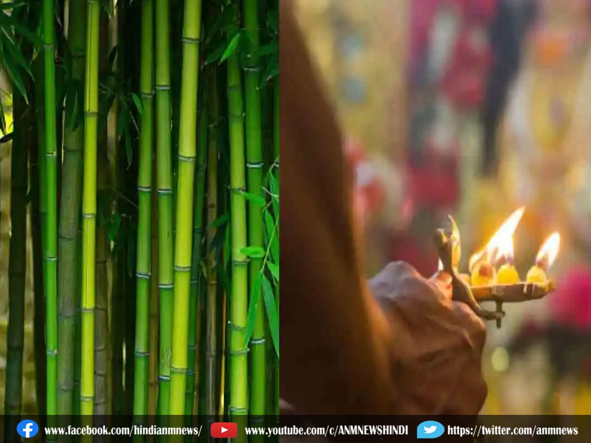 AnmNews's tweet image. Diwali: दिवाली से पहले घर ले आएं बांस का पौधा 

anmnewshindi.in/spiritual/brin… 

#prosperity #physicalproblems #bambooplant #evilspiritsaway