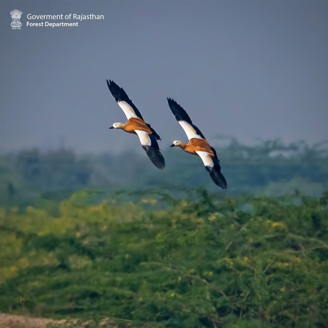 ✨ Taking the same flight, singing the same song. ✨

 The Ruddy Shelduck, also known as the Brahminy Duck or Surkhab, is a winter visitor to Rajasthan and other parts of India.