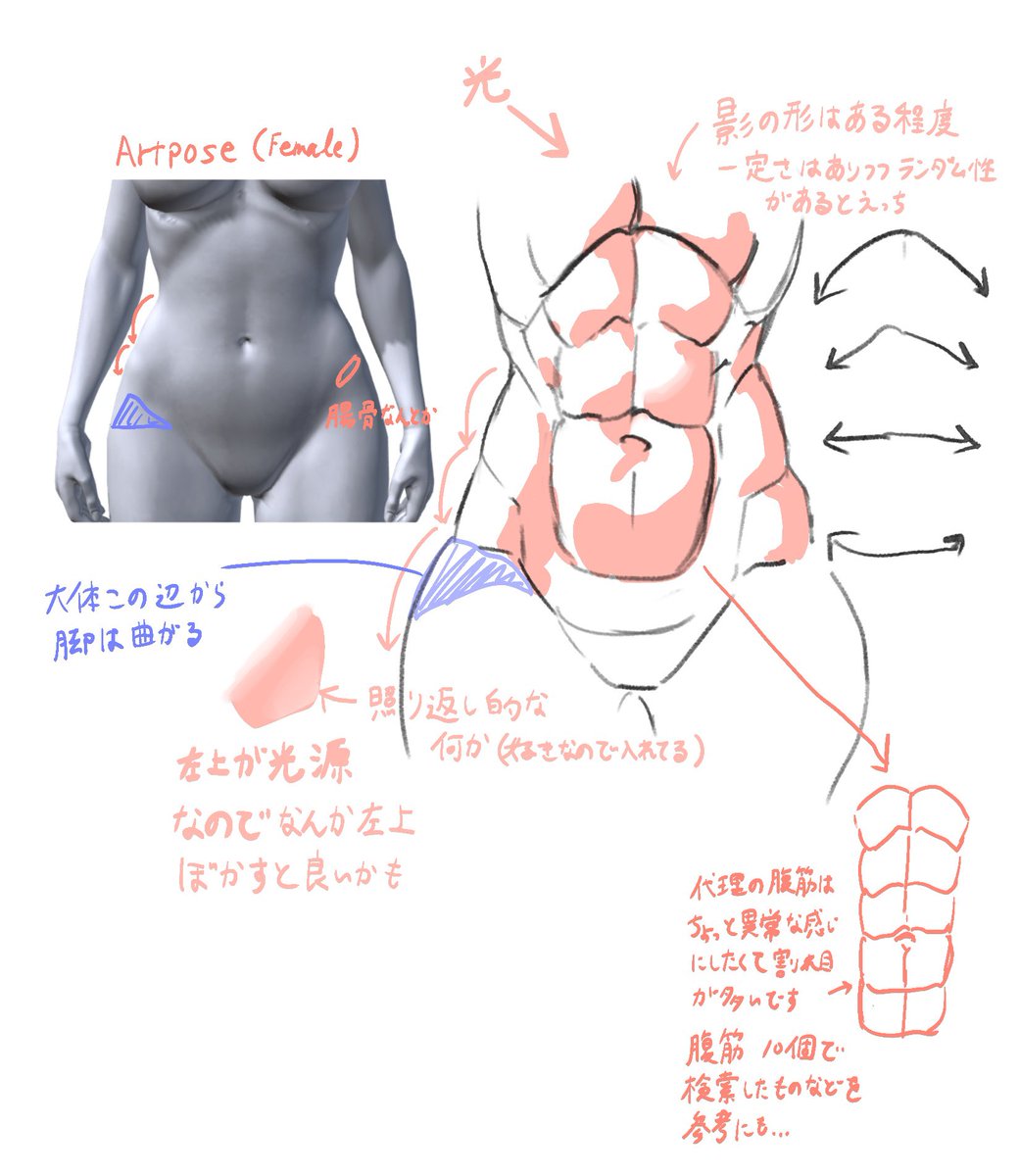 これであなたも腹筋バキバキメスケモが描けるぞ! 