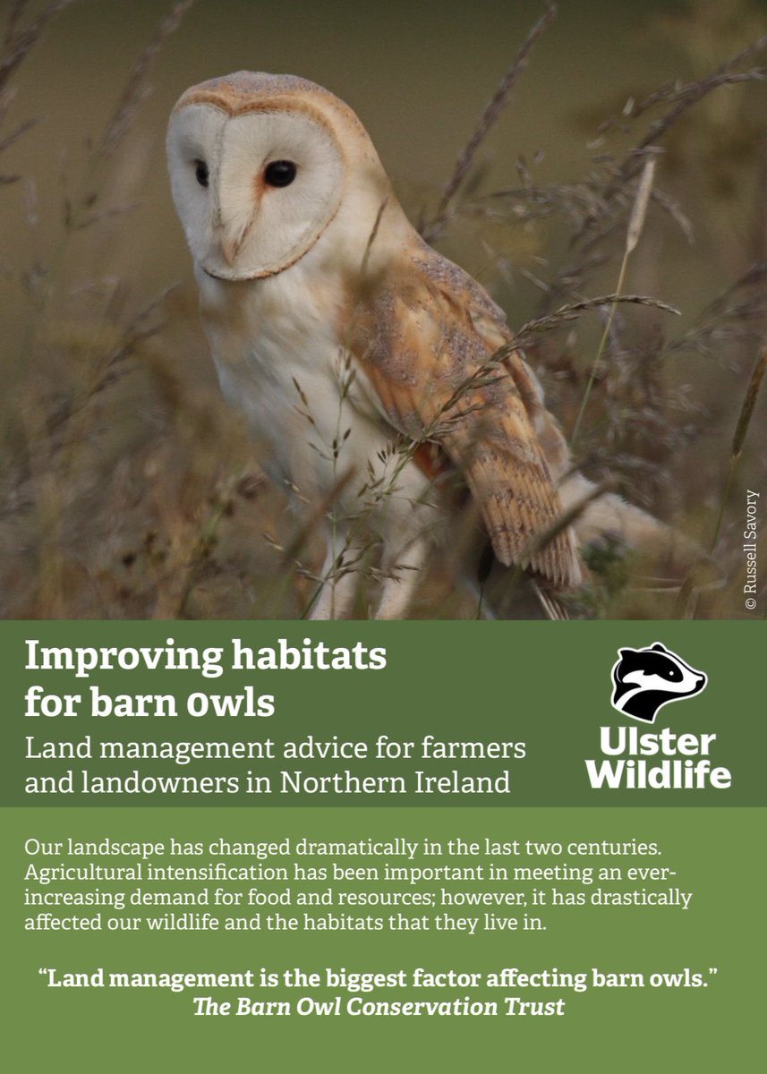 It is great to be able to share our new document on ‘Improving Habitats for Barn Owls’ which <a href="/UlsterWildlife/">Ulster Wildlife</a> have created to provide advice to landowners and farmers to take action for #barnowls in Northern Ireland. You can access the guidance here - ulsterwildlife.org/sites/default/…