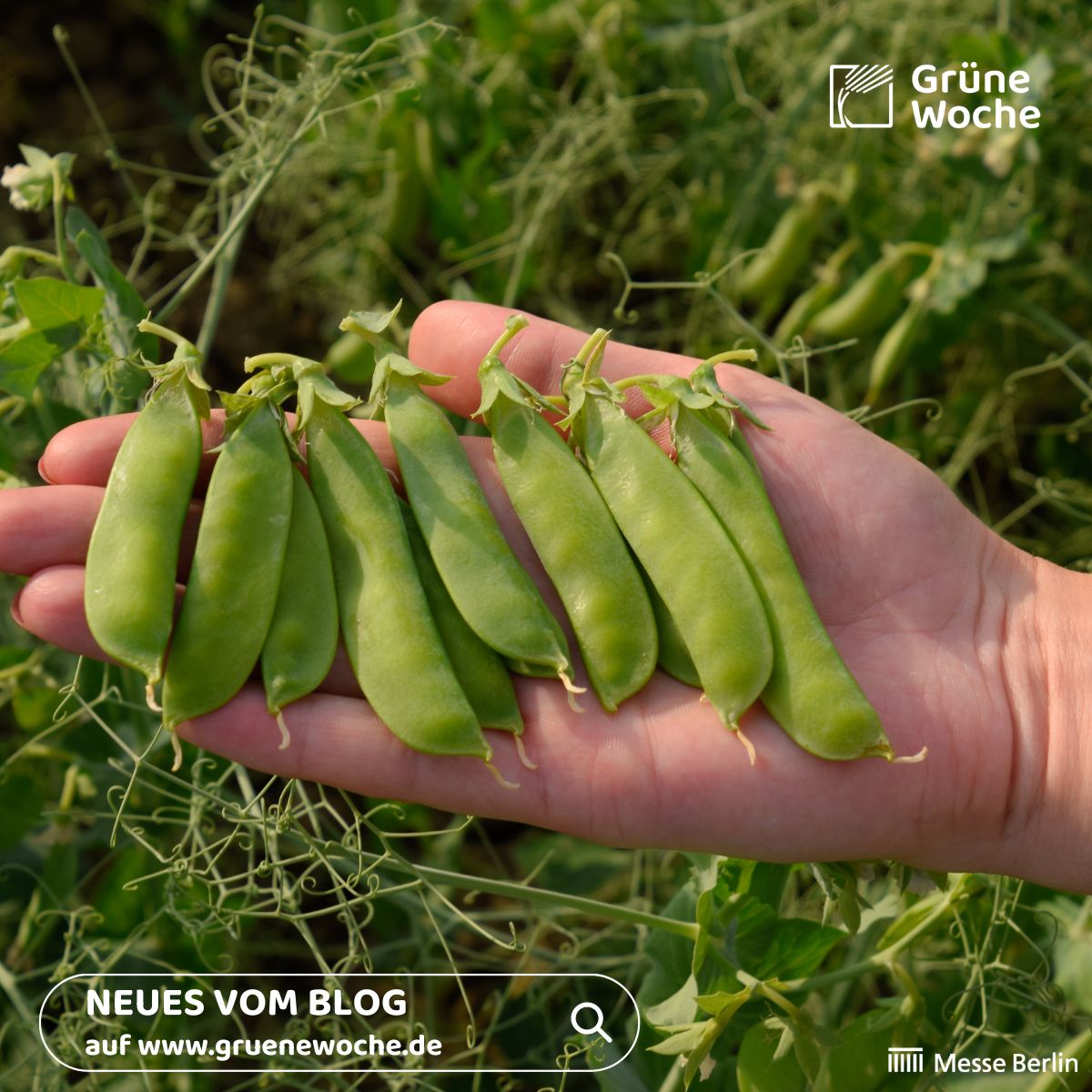 Erbsen haben Superkräfte. Warum sie nicht nur gesund sind, sondern auch die Umwelt retten, lesen Sie in unserem Blog-Artikel: gruenewoche.de/de/blog/erbsen…