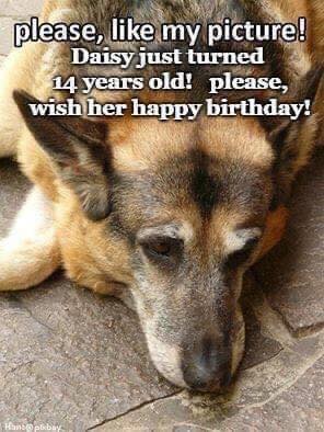 Happy birthday Daisy. Love old dog as much ❤️