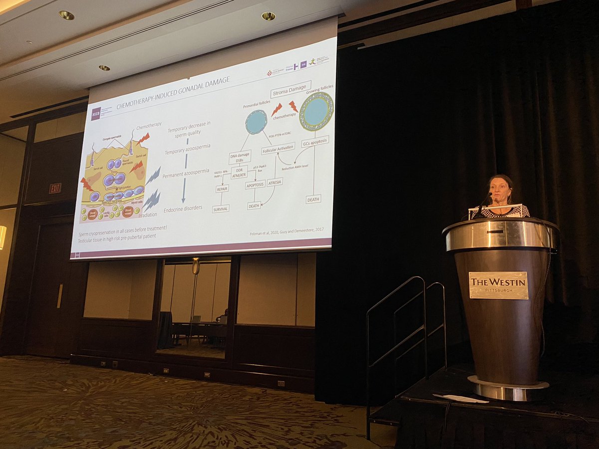 matteolambe's tweet photo. What a super lecture by the great @IDemeestere from @OnLaboratory at the 15th annual conference of the #oncofertility consortium on how to counsel  children and AYA patients according to risk of gonadotoxicity

@oncofertility #OCPITT2023 @OncoAlert #SurvOnc @MelodyDevos https://t.co/efDZIMMPaI