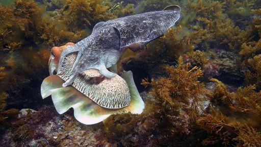 Reddit AskScience (@redditasksci) on Twitter photo The producers of the <a href="/PBSNature/">Nature</a> / <a href="/BBCEarth/">BBC Earth</a> miniseries Spy in the Ocean are with us today, come ask your questions about sea creatures of the deep! redd.it/17qk3ng The producers of the <a href="/PBSNature/">Nature</a> / <a href="/BBCEarth/">BBC Earth</a> miniseries Spy in the Ocean are with us today, come ask your questions about sea creatures of the deep! redd.it/17qk3ng