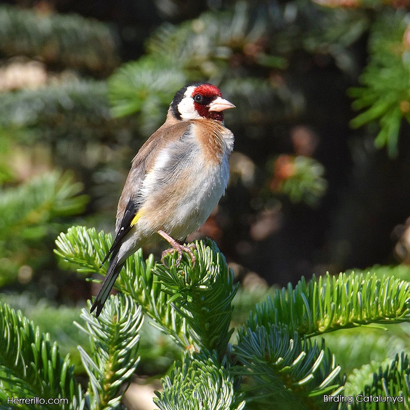 La cadernera (Carduelis carduelis) un d’aquells ocells que podem identificar fàcilment gràcies a la careta vermella.