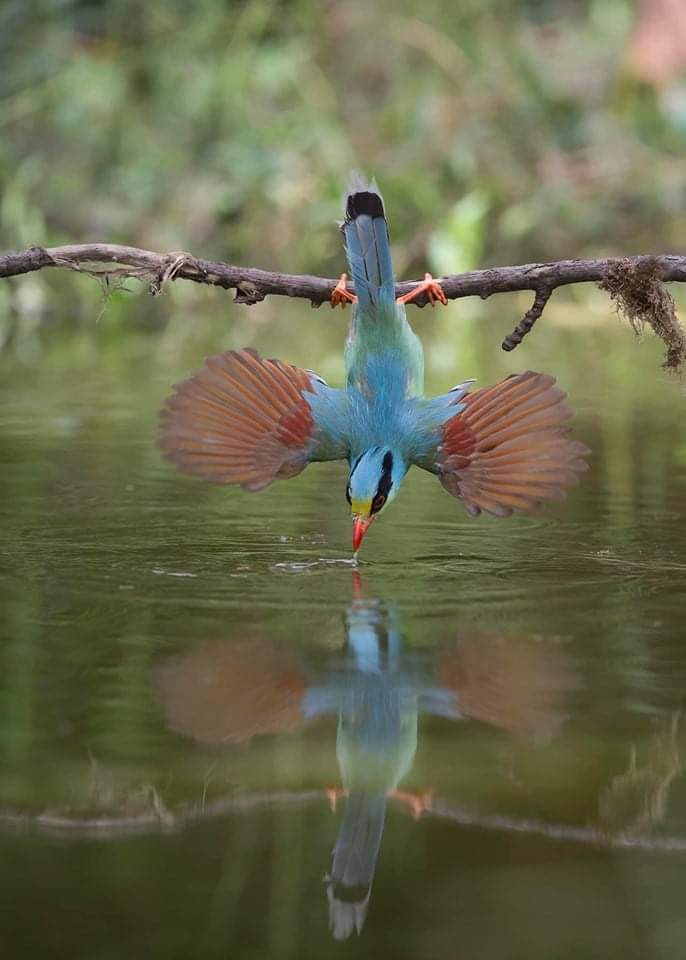 Stay hydrated, bird bros!