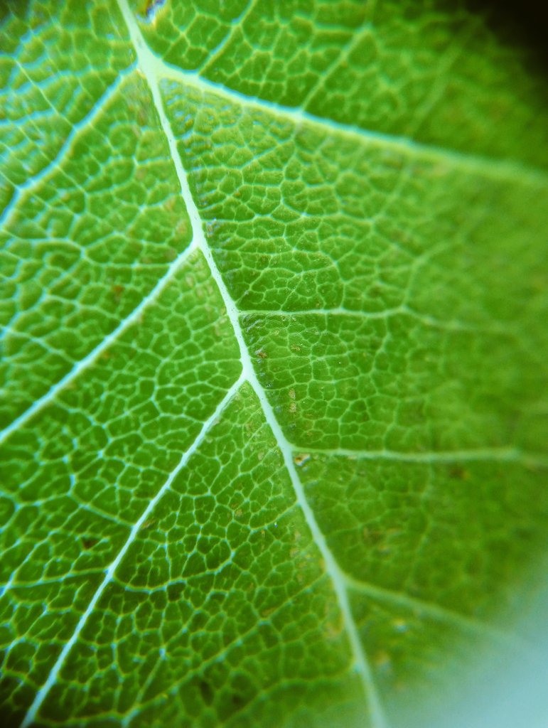 Green Underwing tweet media