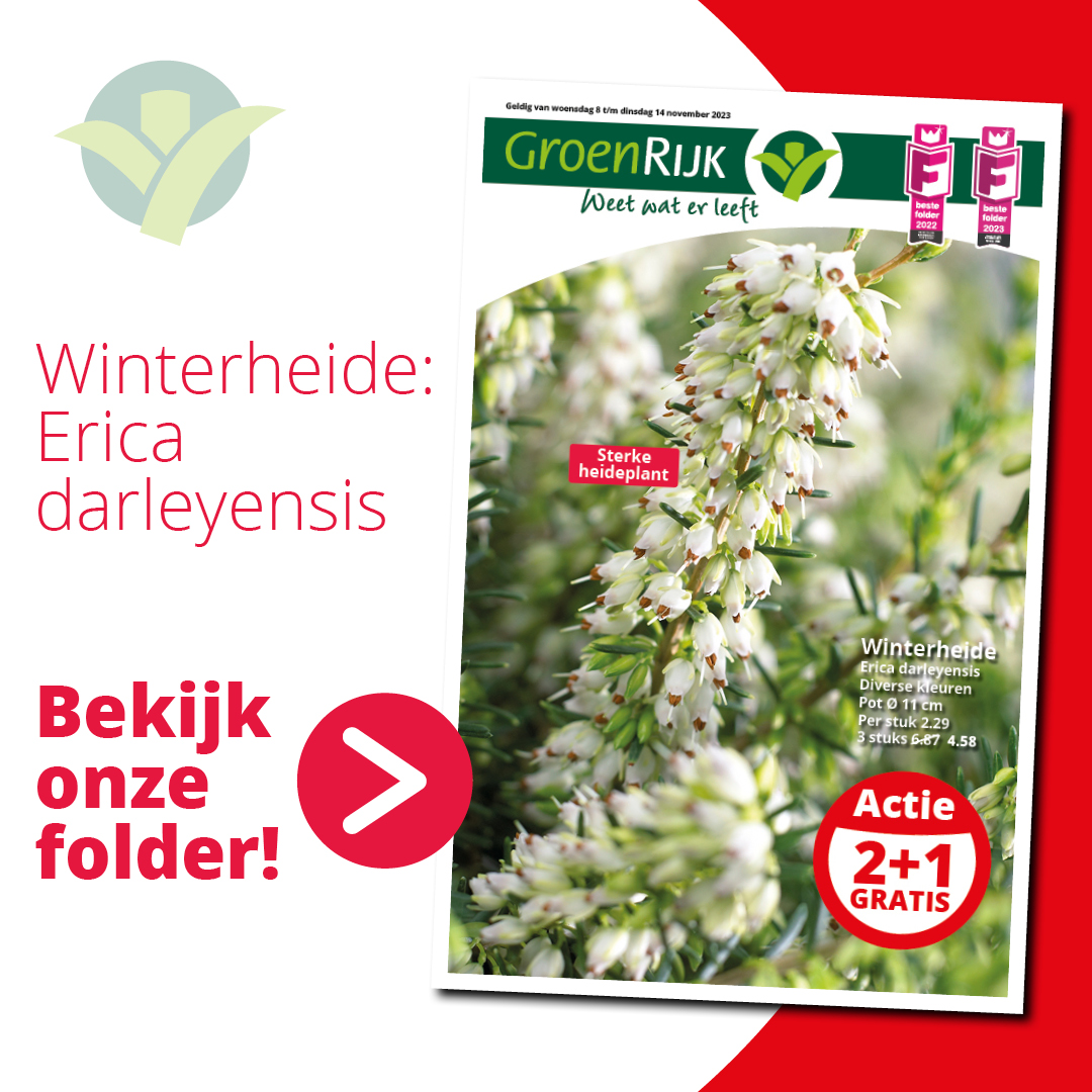 Wil jij graag een kleurrijke en sterke bloeier in je tuin? De Erica darleyensis kan bijna alles aan. Ben jij benieuwd naar deze wintergroene weekaanbieding? Bekijk dan de nieuwe folder op: ow.ly/qviM50Q4UvC #Folder #Winterheide #GroenRijk