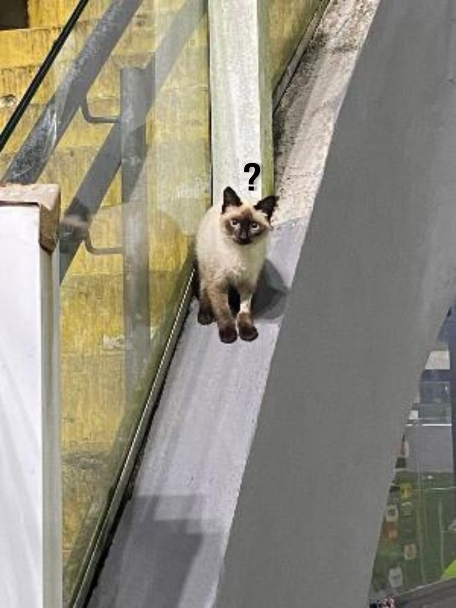 Imagina a confusão nos gatos da Vila Belmiro vendo o São Paulo ir jogar lá do nada